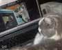 Selina the cat