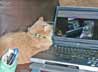 Selina the cat