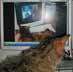Ginny the cat