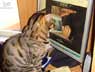 Vegas the cat