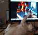 Saphira the cat