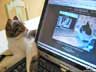 Philo the cat