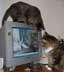 Zoe & Gus the cats
