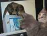 Bud & Dottie the cats
