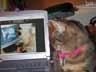 Babbie the cat