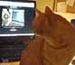 Macak the cat