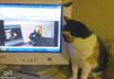 Chomsky the cat