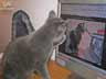 Maxx the cat