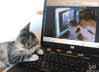 Kishi the cat