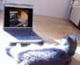 Henry the cat