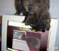 Czarna vel Blackythe cat