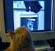 Croustille the cat
