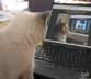 Vilma the cat