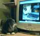 Jazz the cat
