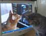 Isis the cat