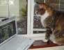 Sophie the cat