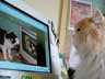 Osman the cat