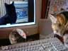 Tacher the cat
