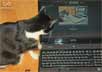 diva the cat