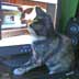 Megan the cat