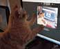 Spark the cat