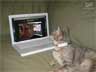 Kima the cat