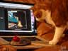 Zucca the cat