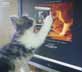 Zucca the cat