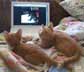 Mcnulty & Bunk the cat