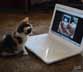 Zooey the cat