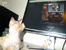 Rosie the cat