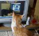Kifli the cat