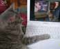 Gordon the cat