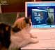 Calica the cat