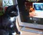 Lecter the cat