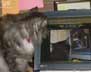 Elly the cat