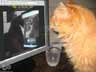 Ginge the cat