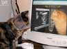 Twinkles the cat