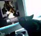 Banjer the cat