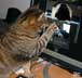 Tobin the cat