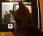 georgie the cat