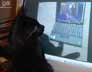Coco the cat