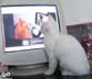 Zoli the cat