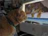 Simba the cat