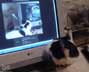 Max the cat