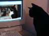 Cert the cat