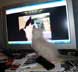 Wallace the cat
