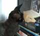 Fenya the cat