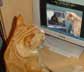 Mustard the cat