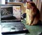 Mowgli the cat